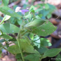 Dicliptera neesii (Trimen) L.H.Cramer